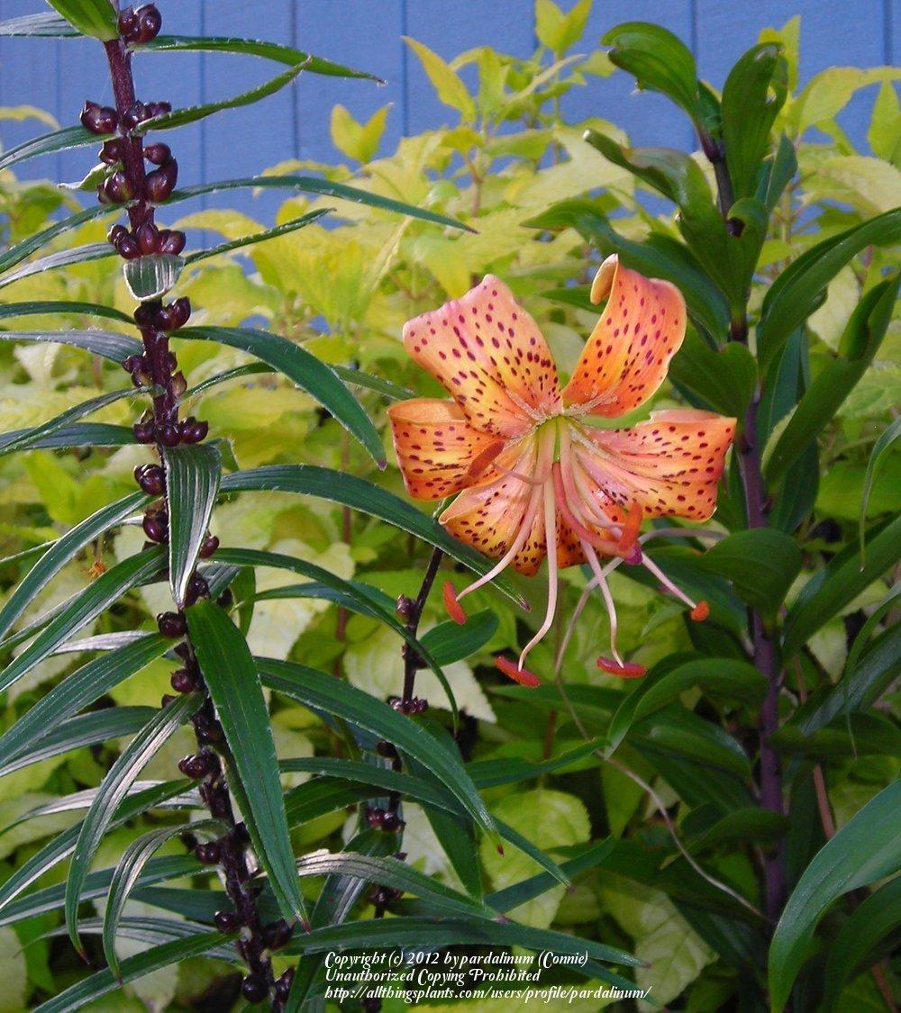 Photo of Asiatic Lily (Lilium 'Pink Champagne') uploaded by pardalinum