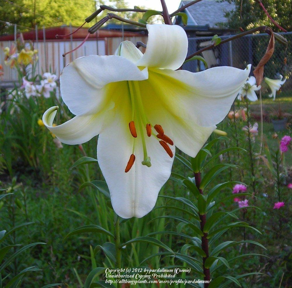 Photo of Lily (Lilium 'Ice Caves') uploaded by pardalinum