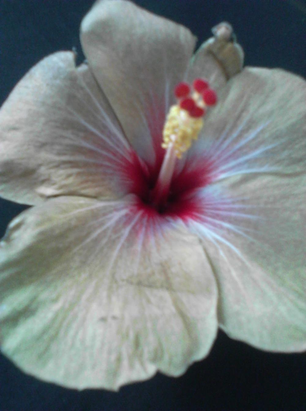 Photo of Tropical Hibiscus (Hibiscus rosa-sinensis 'Starry Night') uploaded by stplong