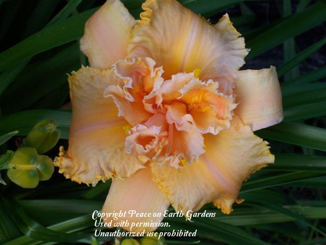Photo of Daylily (Hemerocallis 'Crown of Creation') uploaded by vic