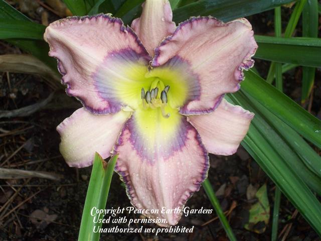 Photo of Daylily (Hemerocallis 'Create Your Dream') uploaded by vic
