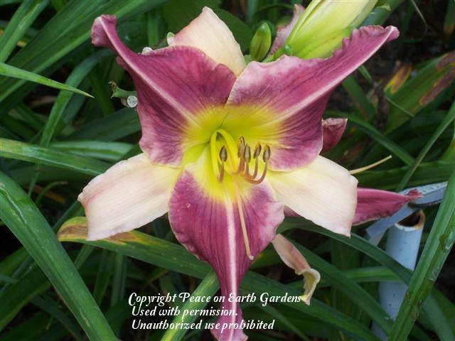 Photo of Daylily (Hemerocallis 'Cliffs of Abique') uploaded by vic