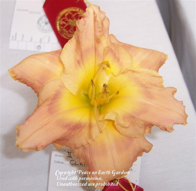 Photo of Daylily (Hemerocallis 'Clap Your Hands') uploaded by vic