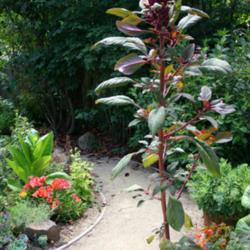 
Date: 2012-07-17
It readily self seed, this one right on the edge of the walkway, 