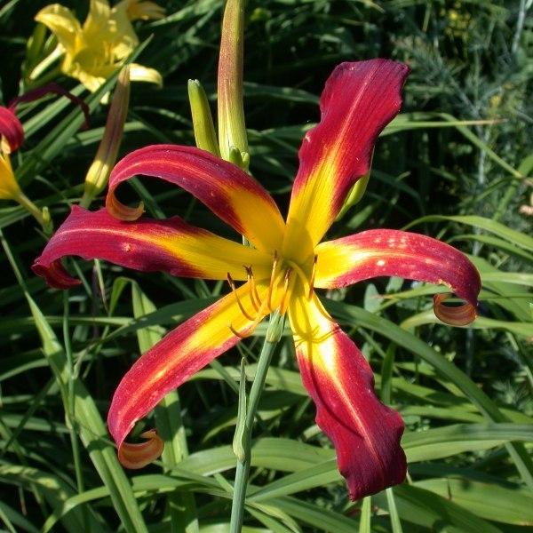 Photo of Daylily (Hemerocallis 'Red Ribbons') uploaded by Joy
