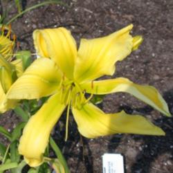 
Photo Courtesy of Nottawasaga Daylilies. Used with Permission.