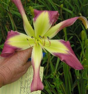 Photo of Daylily (Hemerocallis 'Victorian Ribbons') uploaded by Joy