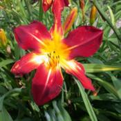 Photo Courtesy of Nottawasaga Daylilies. Used with Perm