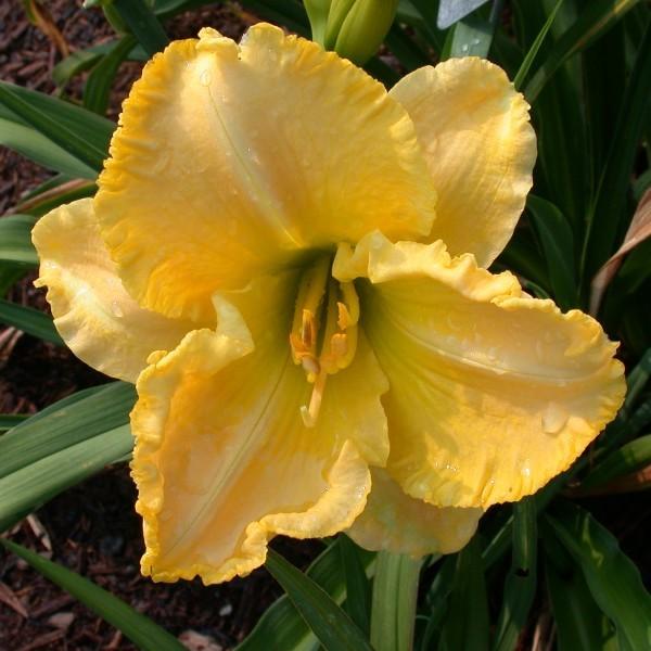 Photo of Daylily (Hemerocallis 'Symmetry in Yellow') uploaded by Joy