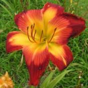 Photo Courtesy of Cheryl's Daylilies. Used with Permiss
