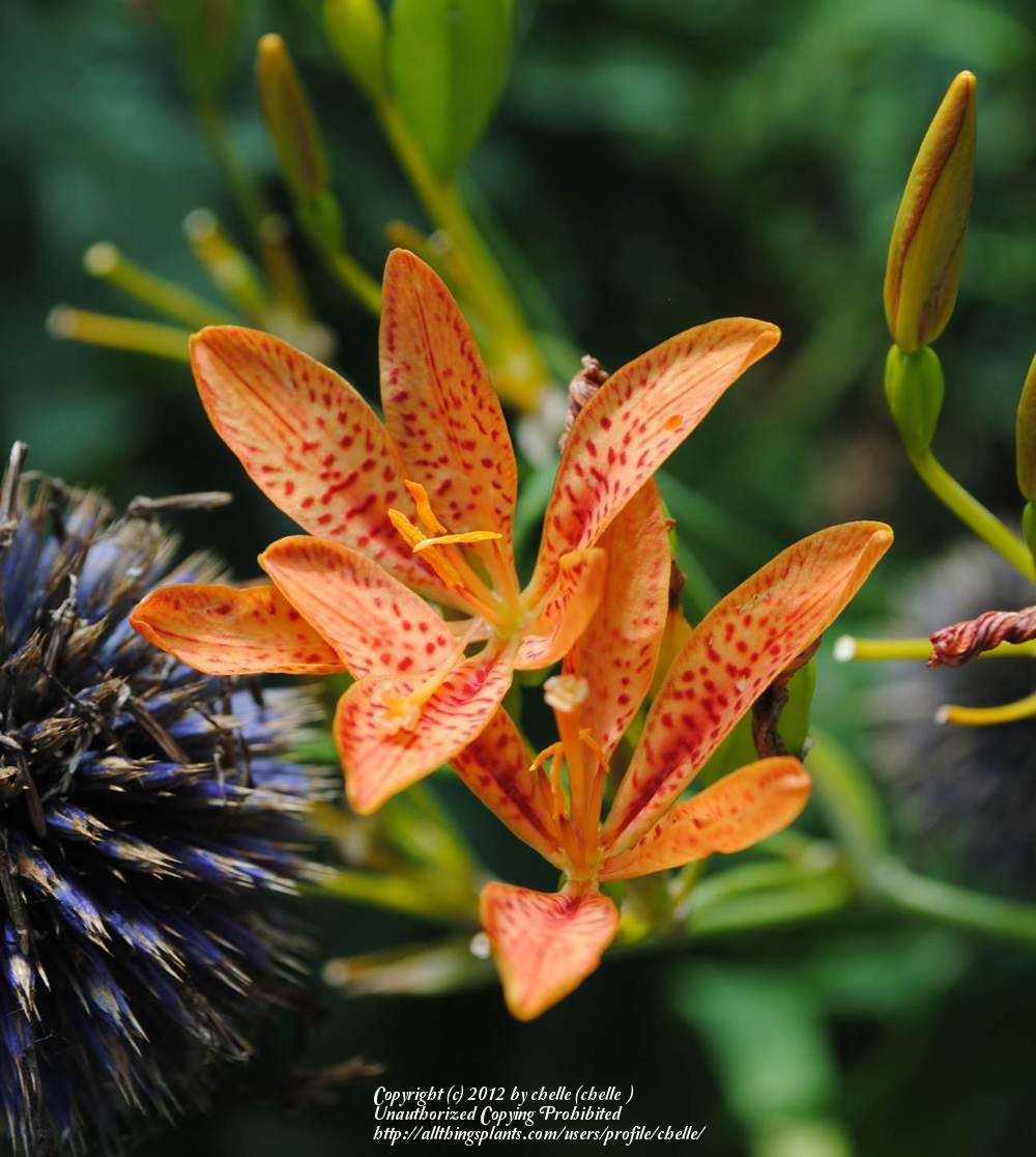 Photo of Species Iris (Iris domestica) uploaded by chelle