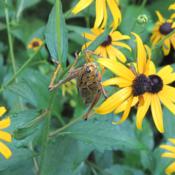 Rudbeckia with \"lubber\" feasting on it