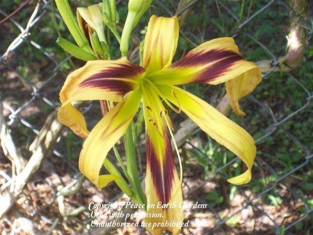 Photo of Daylily (Hemerocallis 'De Colores') uploaded by vic