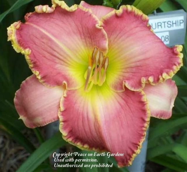 Photo of Daylily (Hemerocallis 'Easter Courtship') uploaded by vic