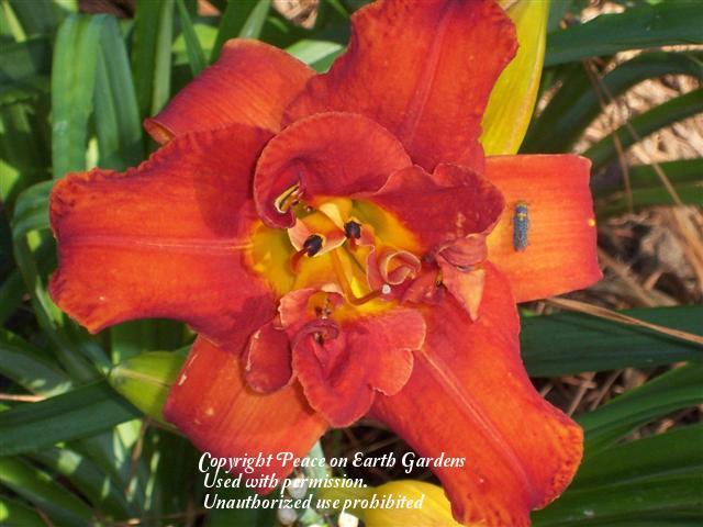 Photo of Daylily (Hemerocallis 'Decatur Double Dandy') uploaded by vic