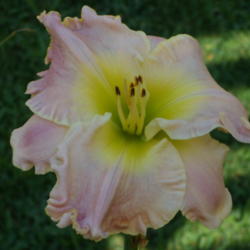 Location: My garden in Bakersfield, CA
Date: 2012-07-08 