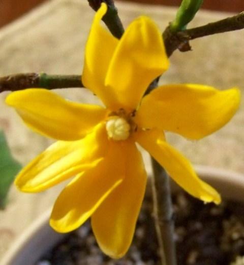 Photo of Yellow Gardenia (Gardenia coronata) uploaded by BobWalshPlumeriaBook