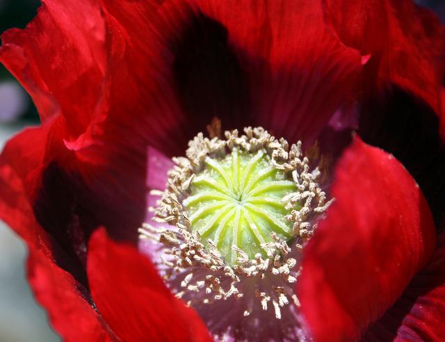 Photo of Poppies (Papaver) uploaded by Calif_Sue
