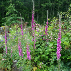 Location: A garden in B.C. Canada
Date: 2012-06-18