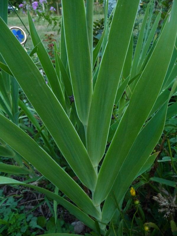 Photo of Species Iris (Iris domestica) uploaded by gardengus