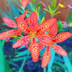 Location: central Illinois
Date: 2012-07-24
Blackberry Lily