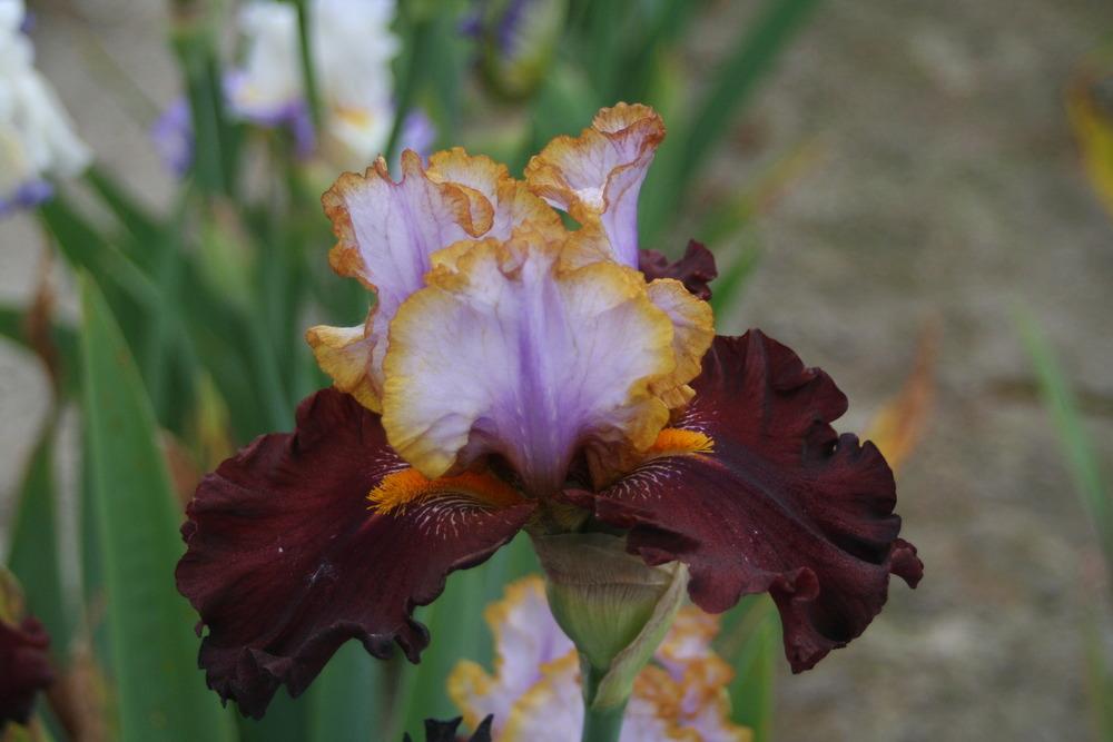 Photo of Tall Bearded Iris (Iris 'Plot Line') uploaded by ARUBA1334