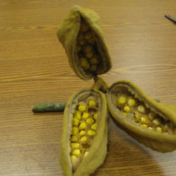 Location: Southwest Florida
Date: July 2012
Ripe seedpods split open to reveal the seeds.