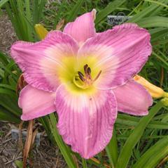 Photo of Daylily (Hemerocallis 'Sovereign Queen') uploaded by Joy