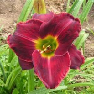 Photo Courtesy of Cheryl's Daylilies. Used with Permission