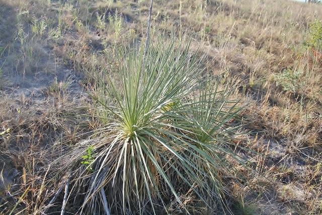 Photo of Soapweed (Yucca glauca) uploaded by KentPfeiffer