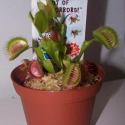Location: South Florida
Date: January 2012
Venus Fly Trap