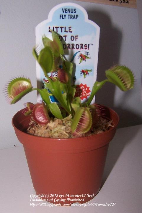 Photo of Venus Fly Trap (Dionaea muscipula) uploaded by MamaIve12