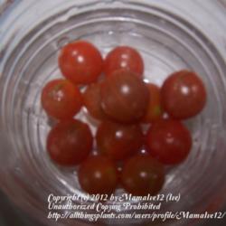 Location: South Florida
Date: Summer 2011
Everglades tomatoes... tiny but sweet and delicious!