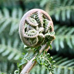 Location: My garden!
Date: 2012-07-26
A crozier from my tree ferns!