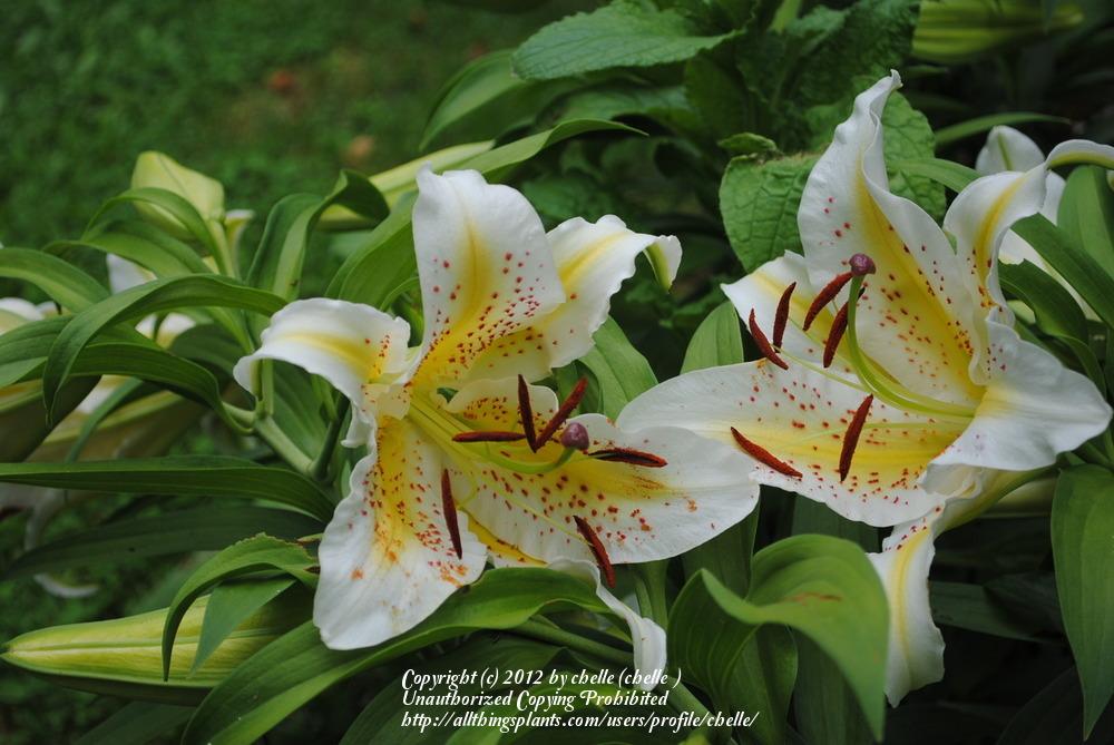 Photo of Lily (Lilium auratum var. platyphyllum) uploaded by chelle