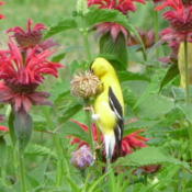 seeds being eaten by American goldfinch  (planted among beebalm)