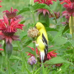 Location: Indiana  Zone 5
Date: 2012-07-26
seeds being eaten by American goldfinch  (planted among beebalm)