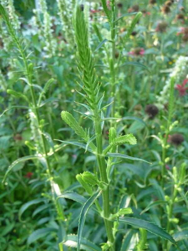 Photo of Obedient Plant (Physostegia virginiana 'Alba') uploaded by gardengus