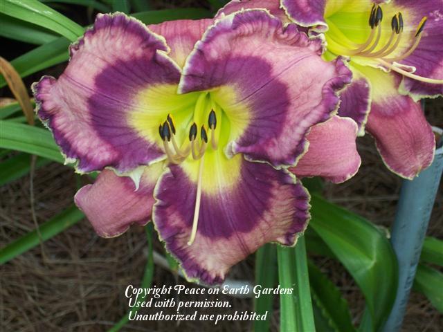 Photo of Daylily (Hemerocallis 'God Save the Queen') uploaded by vic