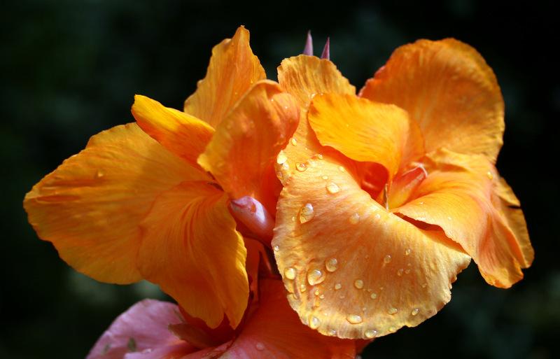 Photo of Canna Tropicanna® uploaded by Calif_Sue
