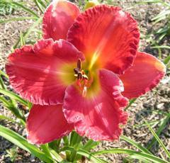 Photo of Daylily (Hemerocallis 'Red Loveliness') uploaded by Joy