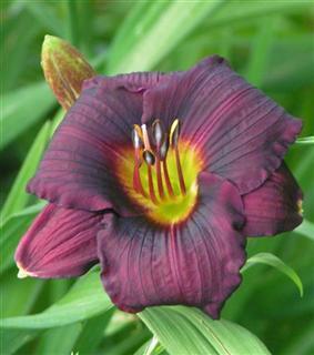 Photo of Daylily (Hemerocallis 'Siloam Purple Plum') uploaded by Joy