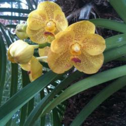 Location: South Florida
Date: Summer 2012
Vanda orchid
