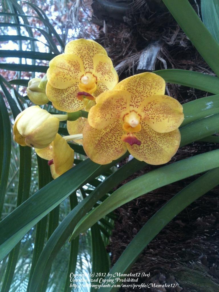 Photo of Orchid (Vanda Ratchaburi Beauty) uploaded by MamaIve12