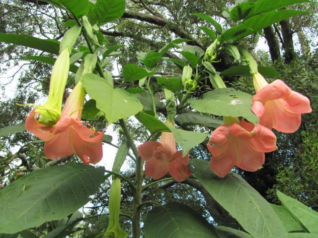 Photo of Angel's Trumpet (Brugmansia 'Serendipity') uploaded by Ridesredmule