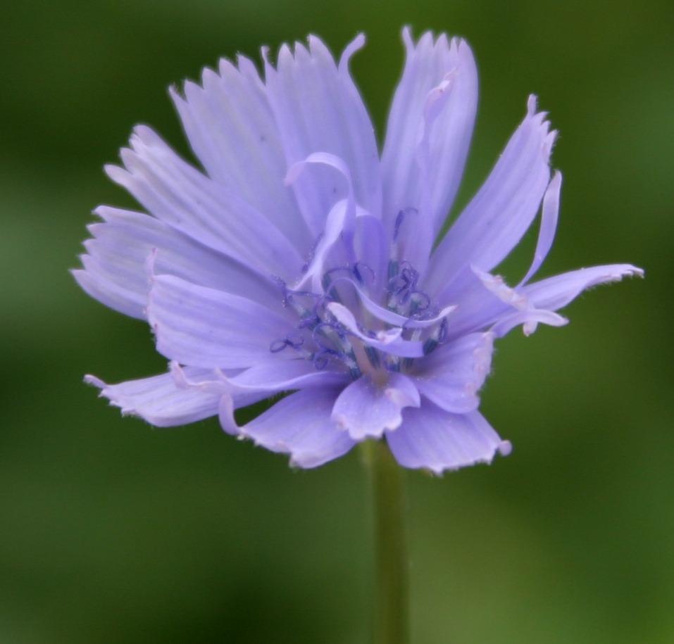 Photo of Chicory (Cichorium intybus) uploaded by dave