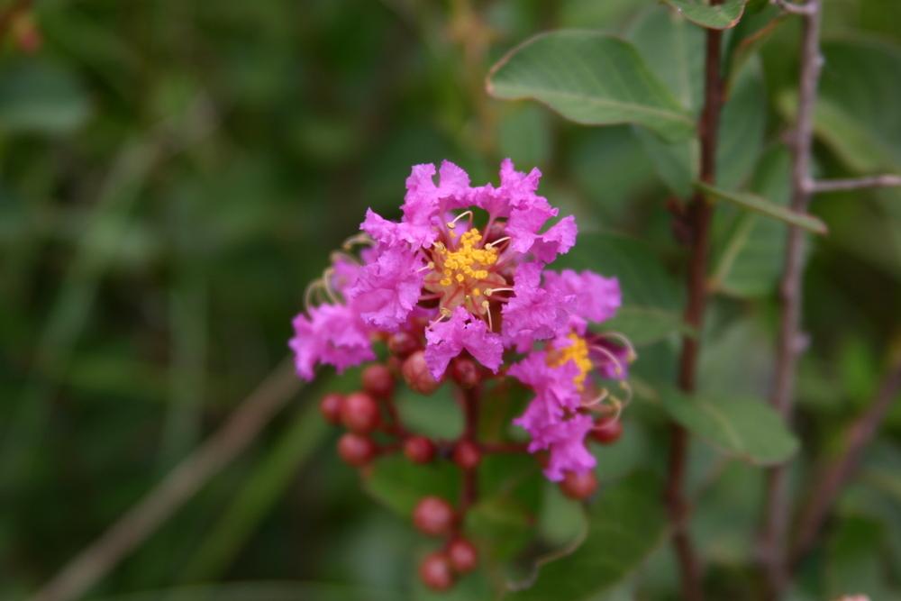 Photo of Crepe Myrtle (Lagerstroemia 'Zuni') uploaded by dave