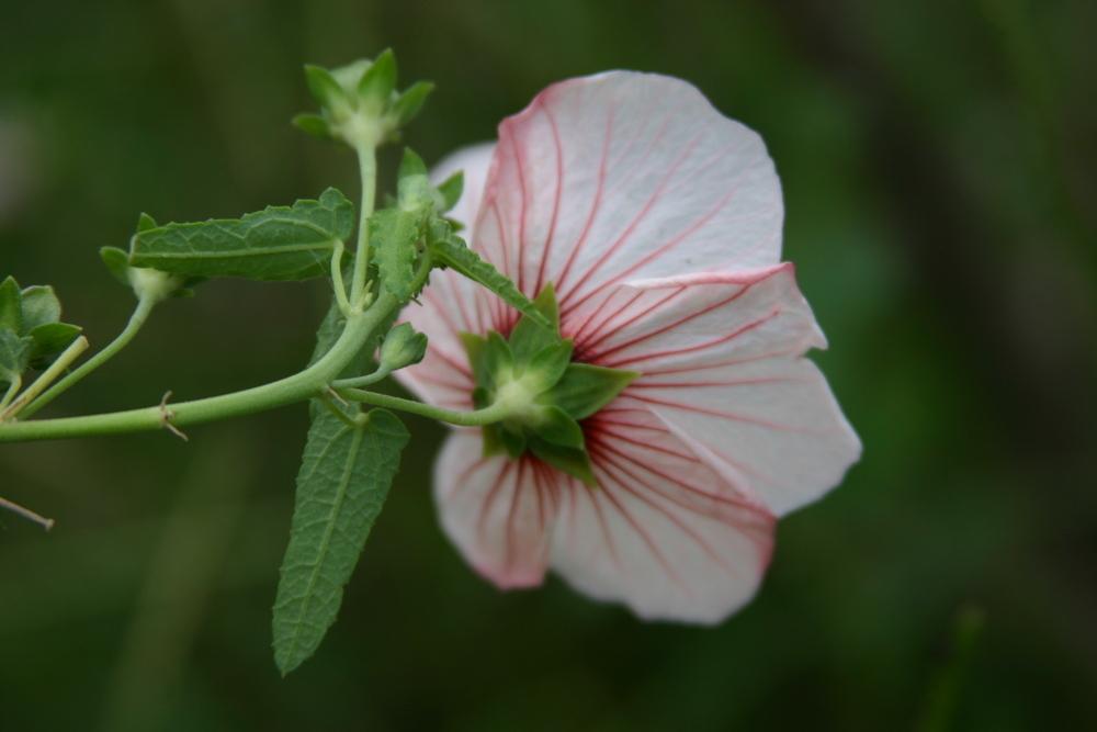 Photo of Spear Leaf Swamp Mallow (Pavonia hastata) uploaded by dave