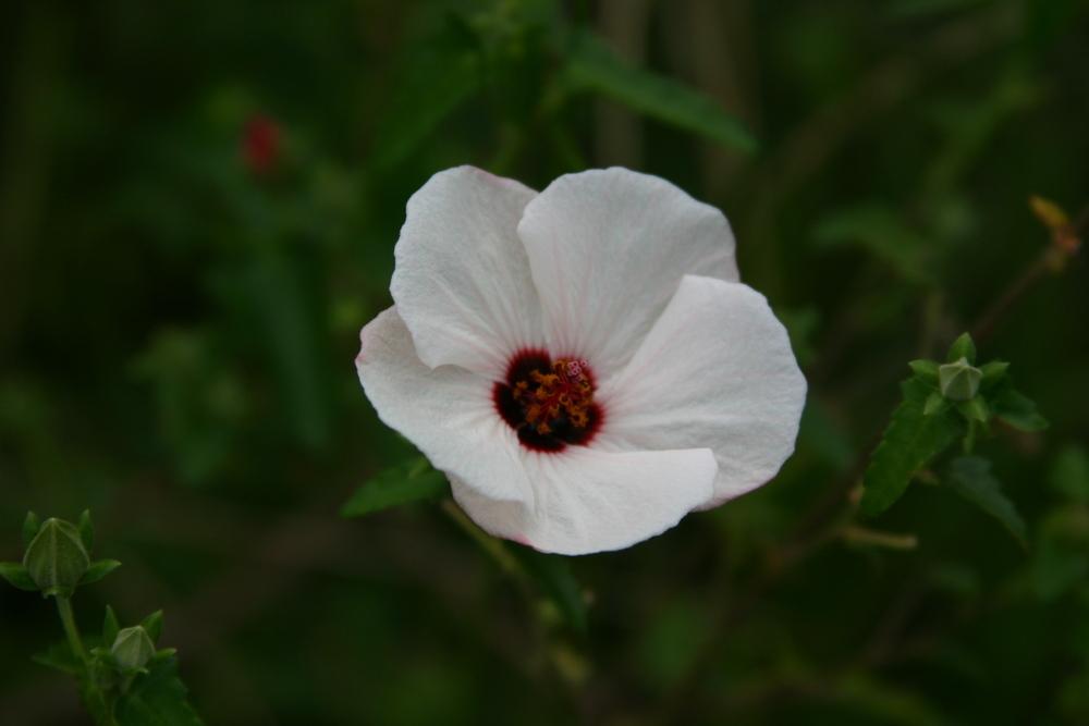 Photo of Spear Leaf Swamp Mallow (Pavonia hastata) uploaded by dave