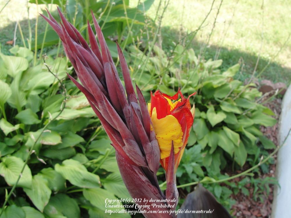 Photo of Canna Lily (Canna 'Yellow King Humbert') uploaded by dormantsrule